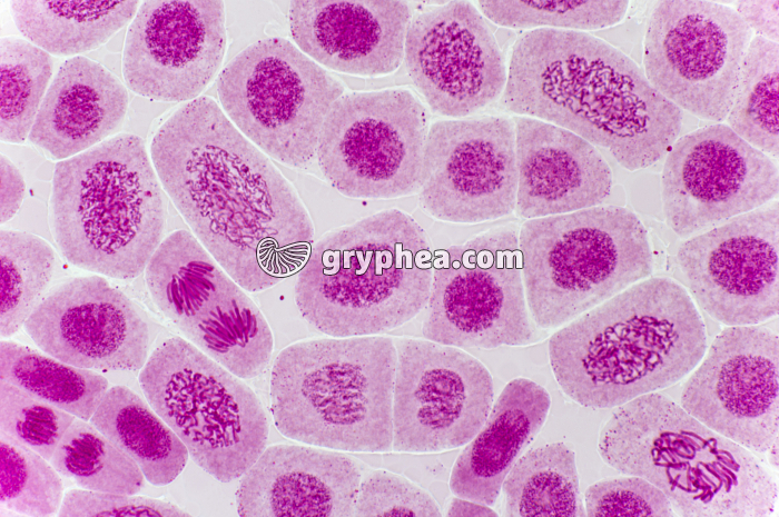 Mitose racine d'Ail (prophases, anaphase) coloration Carmin acétique x200 - gryphea.org